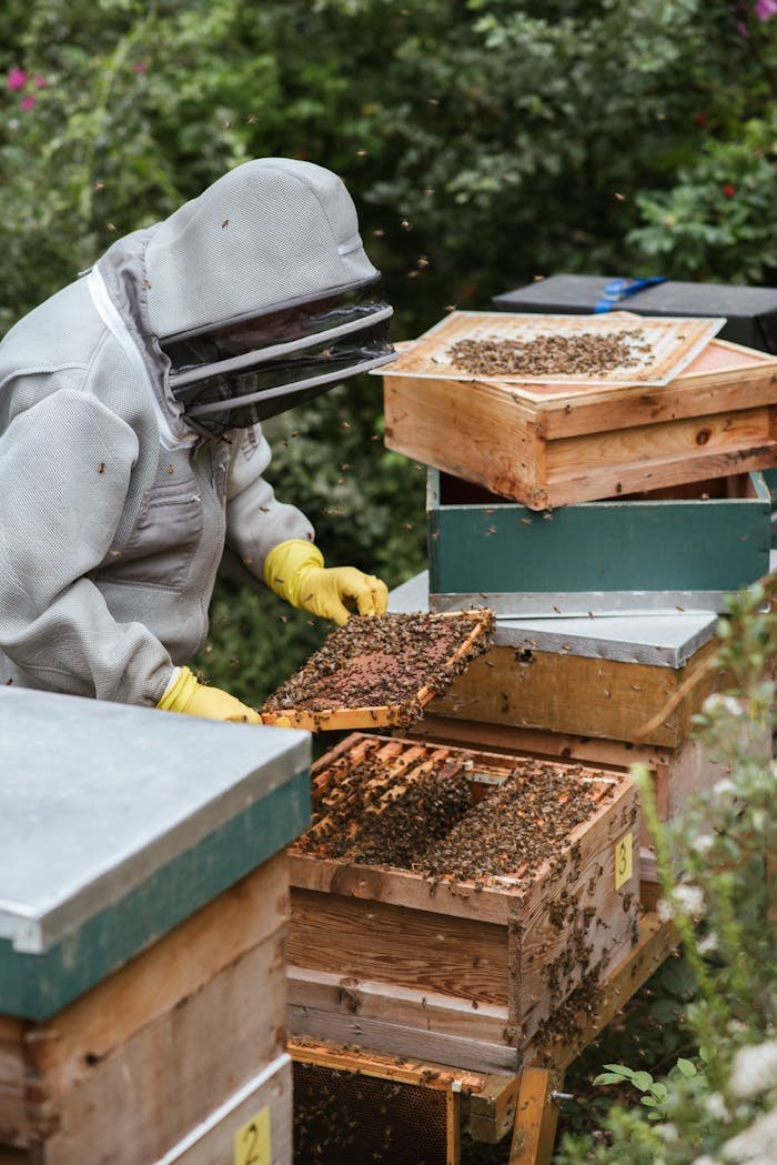 Anonymous beekeeper in gloves and protective helmet holding honeycomb with bees and honey while controlling apiary